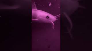 【ゴンズイ三部作】 赤外線から白色にチェンジしたら逃げたっぽい【水中カメラ】