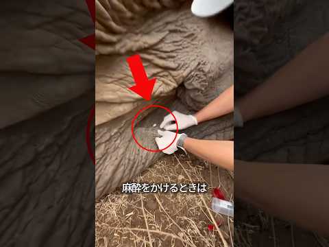 ゾウダニの危険