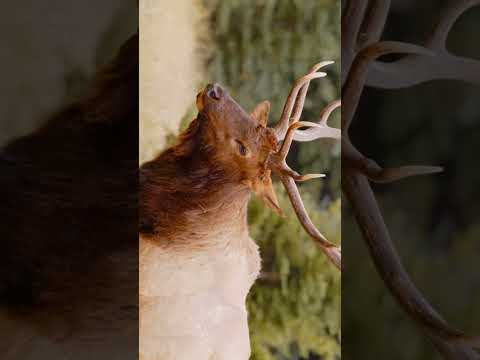 Winter Beauty of Canadian nature