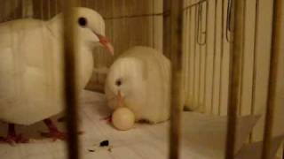Dove Learns to Sit on Egg