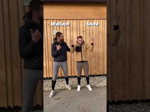 Mit oder ohne Hocker aufsteigen? 🤔🐴 #pferd #pferdevideo #short #shorts #reiten #reiter #reitsport