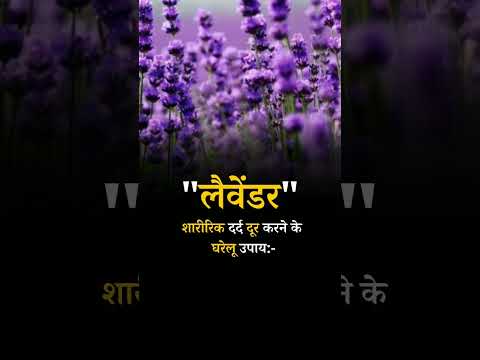 Home Remedies to Relieve Body Pain:lavender #lavender #lavenderhair #lavenderfield #bodypain #health