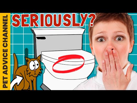 5 reasons not to toilet train your cat