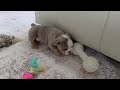 English Bulldog dogs for sale: Anna - Video 1