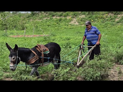 Propriedade do Nivaldo na Clarinha Itapetim PE 