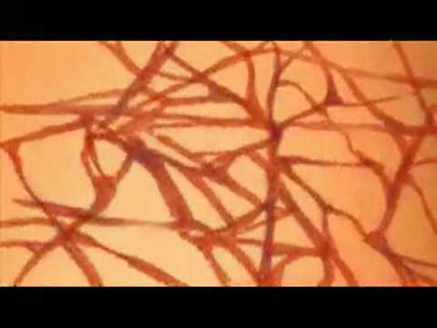 In Aporia at aniBoom   aniBoom Awards 2008 cartoons