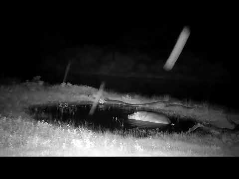 Djuma: Hippo calf interacts with resident male known as Dewey - 04:47 - 02/19/2023