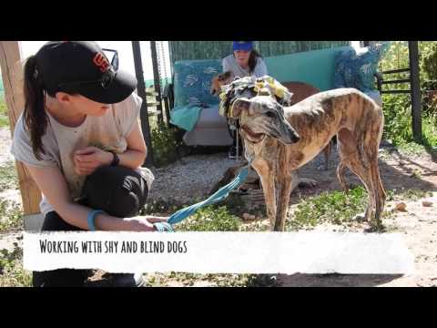 Work experience at Galgos del Sol