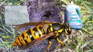 How To Kill Ground Wasp/ Yellow Jackets NEST With Soap and Water