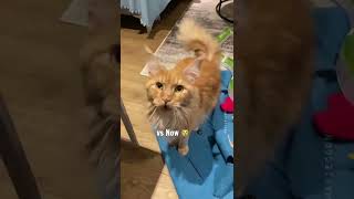 Meowing Maine Coon kitten vs Adult Cat 😸🧡 #meow #cutecat