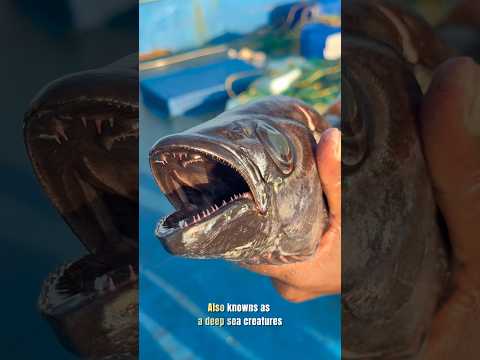 Escolar Fish“ ഈ മീൻ കഴിച്ചാൽ 30 മിനുട്ടിനുളിൽ എന്ത് സംഭവിക്കും?#escolar #kadalmakrii #shortvideo