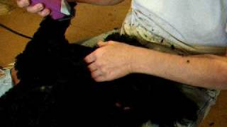 Poodle groomimg shaving the face