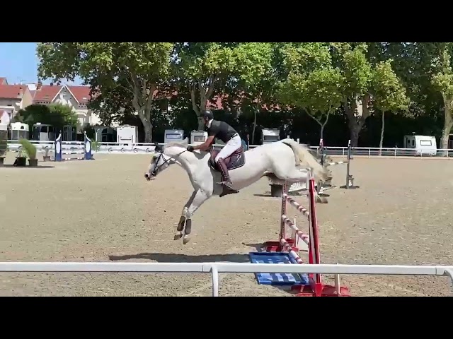 CHEVAL DE CSO 12 ANS