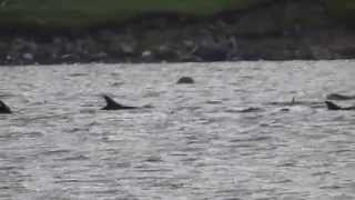 preview picture of video 'White sided dolphins - Browland, Shetland'