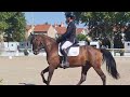 Hongre hanovrien 5 ans cce et dressage