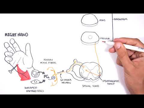 PAIN! Physiology - The Ascending Pathway, Descending Pain Pathway and the Substantia Gelatinosa