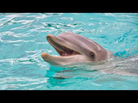 Dolphin 🐬 Sounds Effects - Green Screen