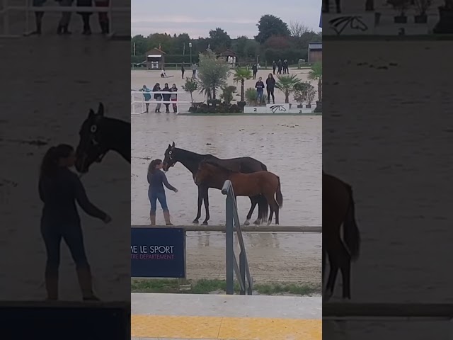 &Agrave; vendre poulain de 2025 SF par Falko de Hus