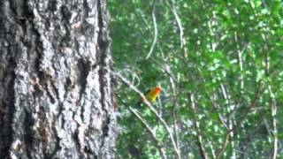 Peter Wolf - Don&#39;t Try To Change her