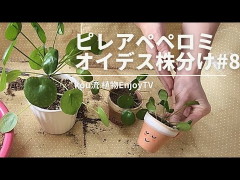 ピレア・ペペロミオイデスの吸盤を植え替えたほうがいいでしょうか？植物にはどんな土を使えばいいのでしょうか？  庭園