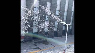 【下関市】海峡ゆめ広場の桜