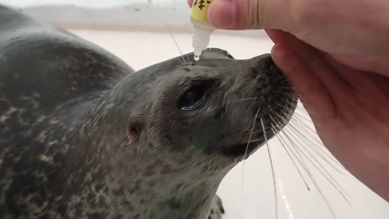 【海遊館】ワモンアザラシ ユキの点眼