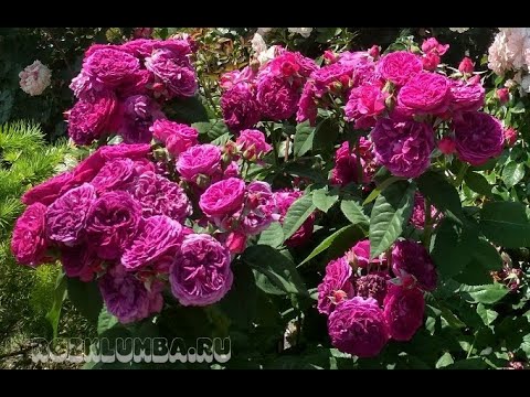 Розы группы шраб. Purple Lodge (Перпл Лодж)