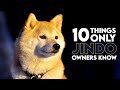 10 Things Only Jindo Dog Owners Understand