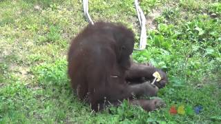 preview picture of video '오랑우탄 ( Orangutan )'