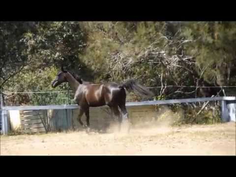 MW Shockwave as a young Stallion before we sold him last year. 2013