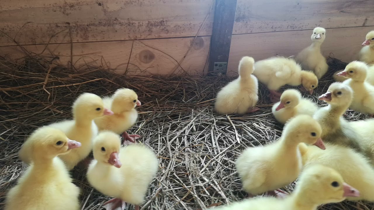 Суточные гусята породы Линда 