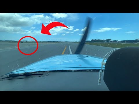 COYOTE On The Runway?! C172 Crosswind Landing In Miami