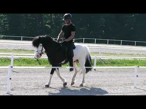 Sedill fra Vatnsleysu FIZO 2013