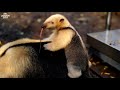 Baby Tamandua