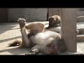 Monkey Masterbating Funny