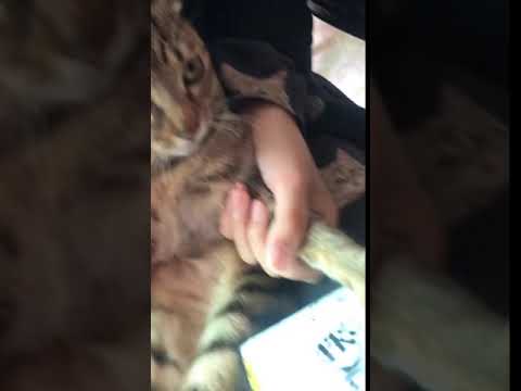 comedy video-When a cat is stung by a bee...