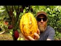 Tree To Bar How To Make Chocolate Every Step
