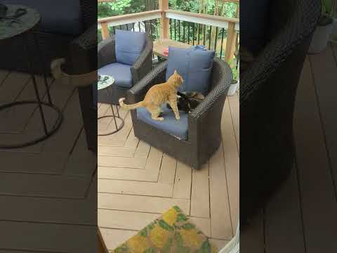 Zinc and Mary Kate having a tussell