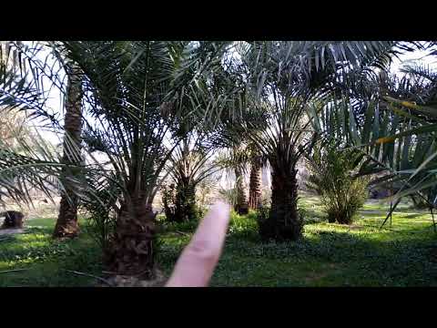 Farm ni amo-huraymila saudi arabia