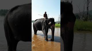 preview picture of video 'Sakrebylu - Elephant camp'