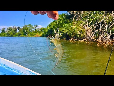 Live Shrimp Fishing in the Mangroves || Snapper and Bass Fishing