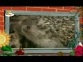 The Amazing World Hedgehogs