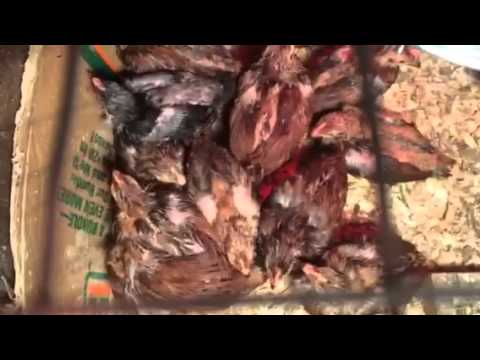 Saving drowning chicks!