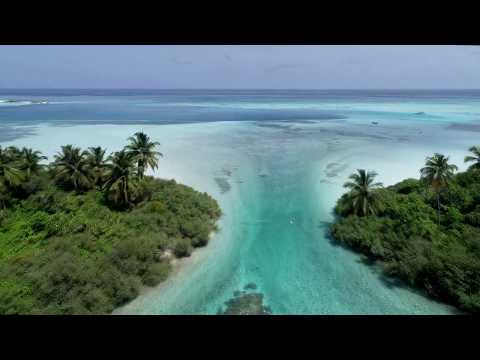 Living creature compared to a dead one