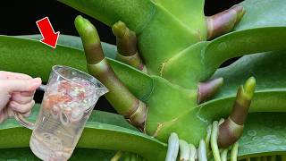 Just one cup! The orchid immediately develops new roots and blooms year round