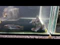 Ikan Predator Margonda Muka Nya Serem Serem