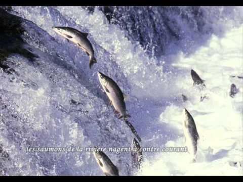 les saumons d'Hervé Cristiani (avec texte)