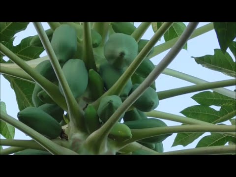 Tiyan taba kung paano alisin ito ay imposible upang magkaroon ng Video flax buto para sa pagbaba ng timbang kung paano kumuha