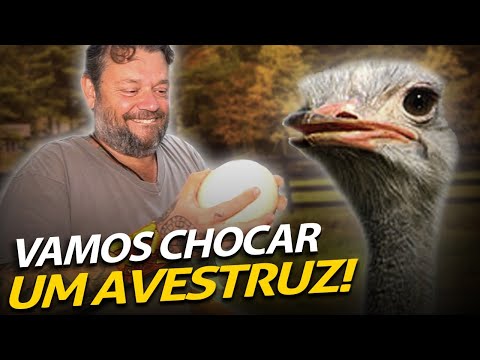 LET'S HATCH OSTRICH EGGS! | THE ANIMAL HOUSE
