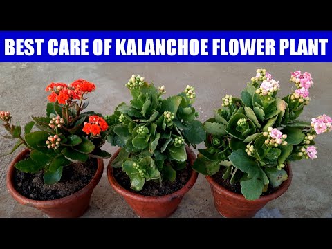 Care Of Kalanchoe Flower Plant | Grow Kalanchoe | How To Grow N Care Kalanchoe Plant | Kalanchoe